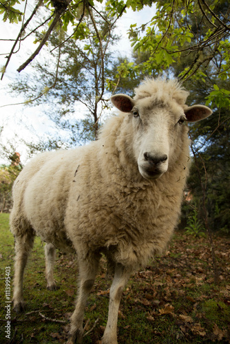 A curious sheep standing in a lush green field with trees in the background, Auckland, New Zealand photo