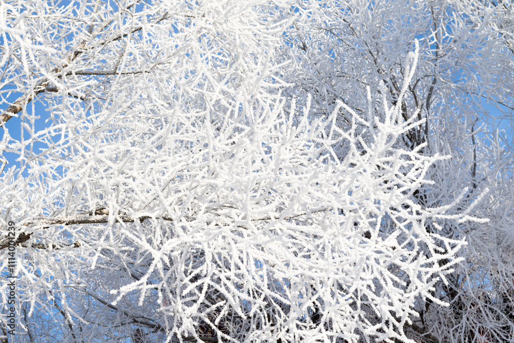 Closeup of branches of a tree, covered with rime frost against a blue sky Closeup of branches of a tree, covered with rime frost against a blue sky