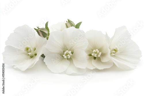 isolated greater musk mallow blooms