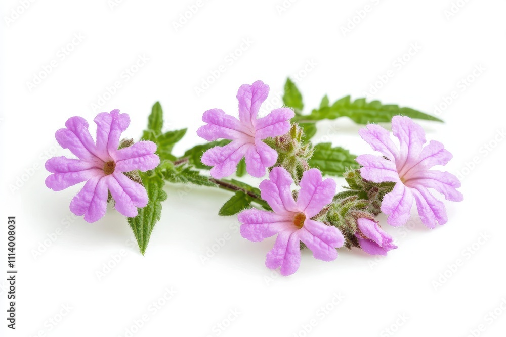 Isolated verbena bloom on a white backdrop Isolated verbena bloom on a white backdrop