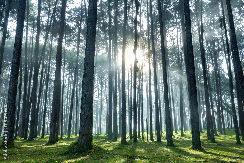 Obraz premium Landscape shot of sunlight ray shines through the gap of column of pine tree in forest woodland area for outdoor discovery and natural public park in the morning vibe