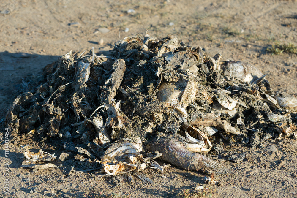 Obraz premium Rotten dead fish on the coast. Ecological toxic disaster.