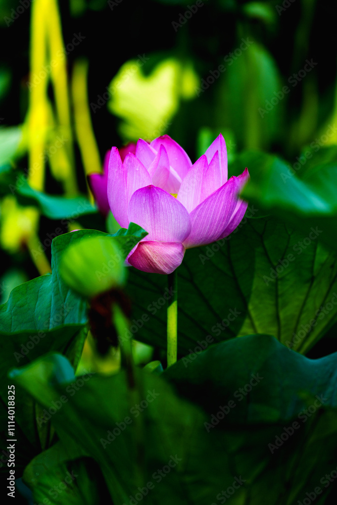Chinese beauty: Pink lotus blooming in sunlight with green leaf Chinese beauty: Pink lotus blooming in sunlight with green leaf