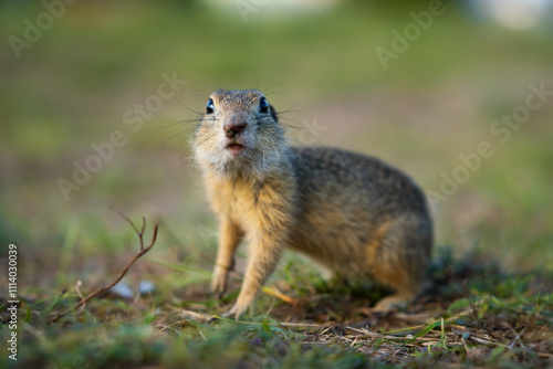 cute ground squirrel in the meadow