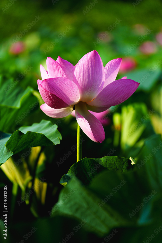 Chinese beauty: Pink lotus blooming in sunlight with green leaf