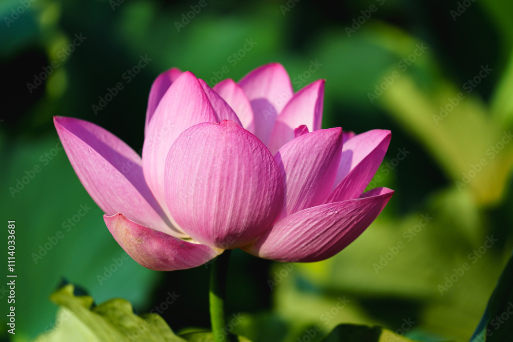 Chinese beauty: Pink lotus blooming in sunlight with green leaf Chinese beauty: Pink lotus blooming in sunlight with green leaf