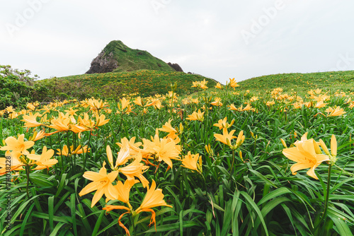 カンゾウの花畑