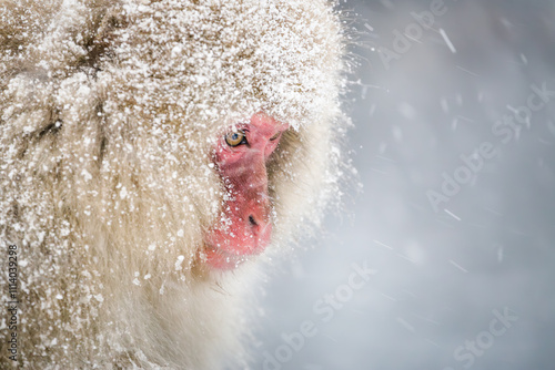 Portrait of a Japanese macaque also known as snow monkey, Nagano Prefecture, Japan