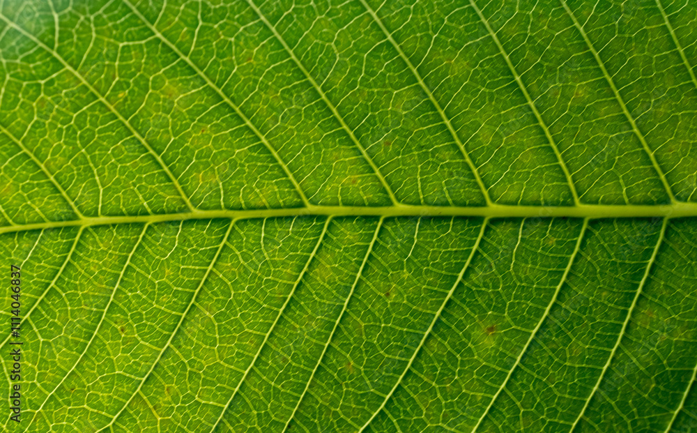 Extreme close up texture of green leaf veins Extreme close up texture of green leaf veins