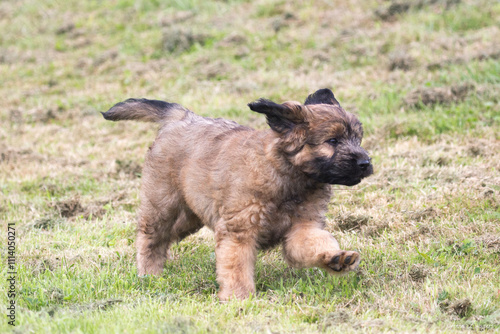 Catalan Sheepdog Pup