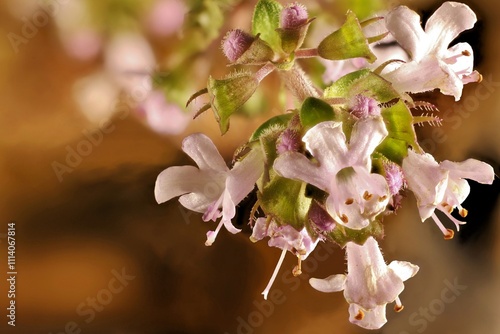 Close-up of Creeping Thyme (Thymus serpyllum) flowers on stems photo