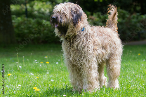 Catalaanse herder / Gos d'atura Catala Reu