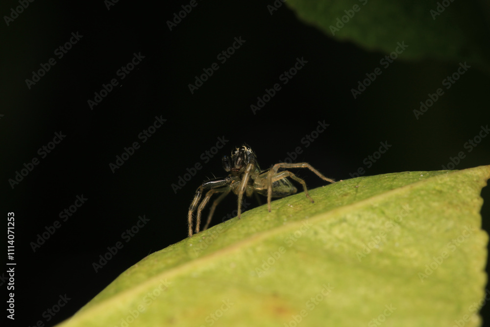 little jumping spider macro photo little jumping spider macro photo