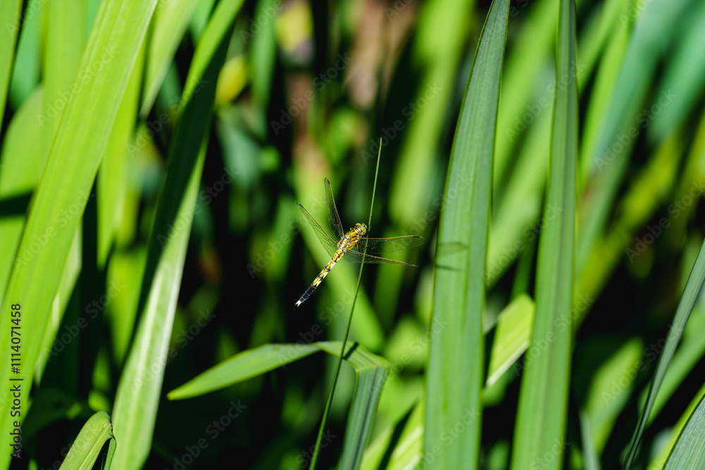 Dragonfly standing on the leaf by lakeside in sunlight Dragonfly standing on the leaf by lakeside in sunlight