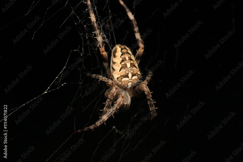 natural parasteatoda tepidariorum spider macro natural parasteatoda tepidariorum spider macro