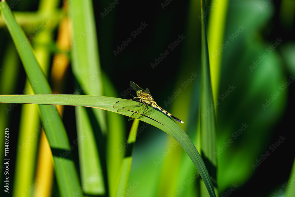 Dragonfly standing on the leaf by lakeside in sunlight Dragonfly standing on the leaf by lakeside in sunlight