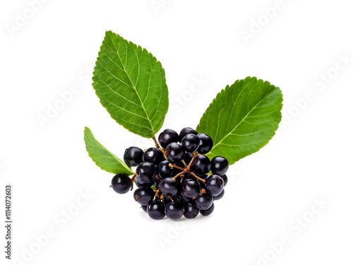 Branch of black chokeberry or Aronia melanocarpa isolated on white background
