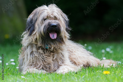 Catalaanse herder / Gos d'atura Catala Reu