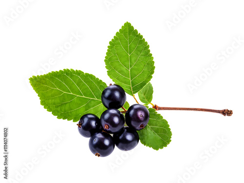 Branch of black chokeberry or Aronia melanocarpa isolated on white background 