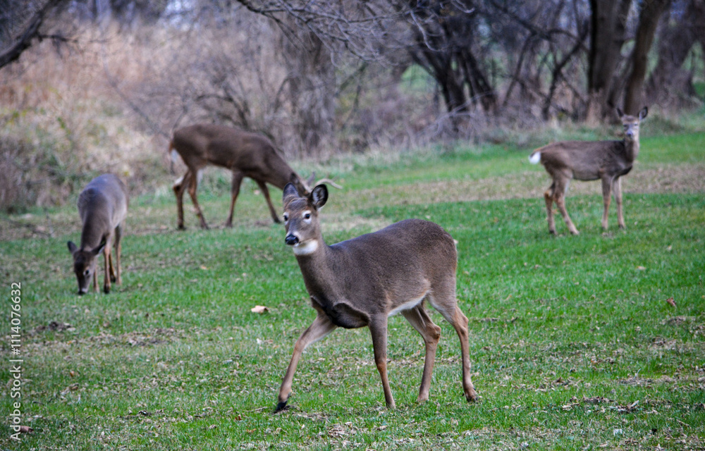 Michigan Buck and Does Enjoying a Snack Michigan Buck and Does Enjoying a Snack