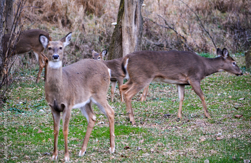 Michigan Buck and Does Enjoying a Snack Michigan Buck and Does Enjoying a Snack