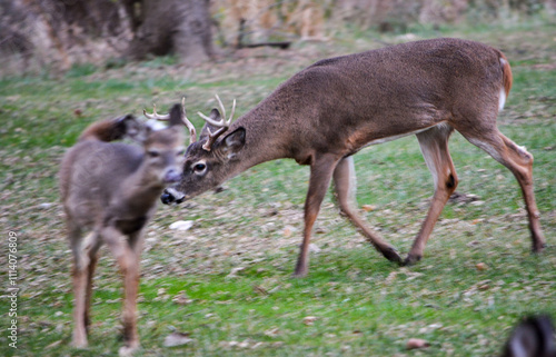 Michigan Buck and Does Enjoying a Snack