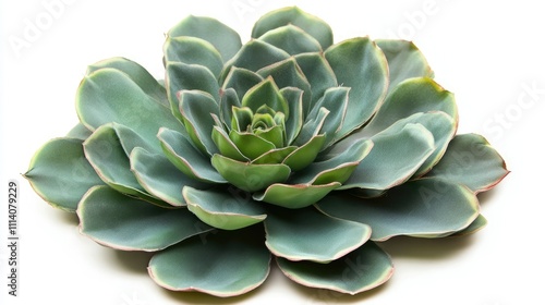 A single succulent cactus plant with vibrant green leaves, elegantly displayed against a white background.