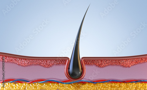 Hair skin structure illustration. Hair follicle, root, shaft, papilla, epidermis. Components of healthy human hair anatomy. For scientific, medical, beauty-related topics. Trichology 3D illustration photo