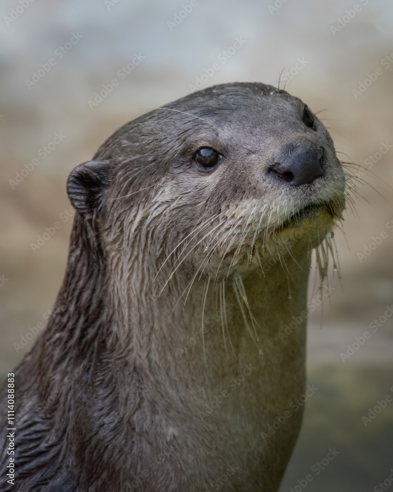 Fototapeta premium close up of a seal