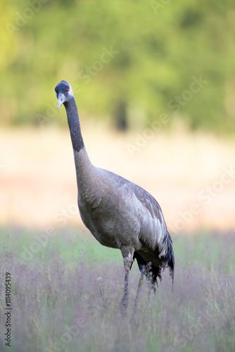 A crane peeking curiously on a summer morning