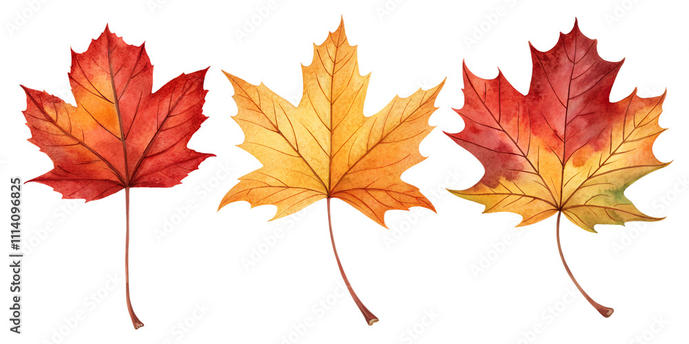 Fototapeta premium autumn maple leaf leaves watercolor set painting drawing cut out isolated on white background