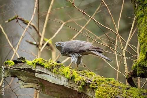 A hawk on a broken branch of an old mossy tree