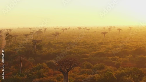 The rising sun casts long shadows from the majestic baobab trees lining Avenue of the Baobabs, a dirt road in Madagascar. A hazy, golden light bathes the landscape