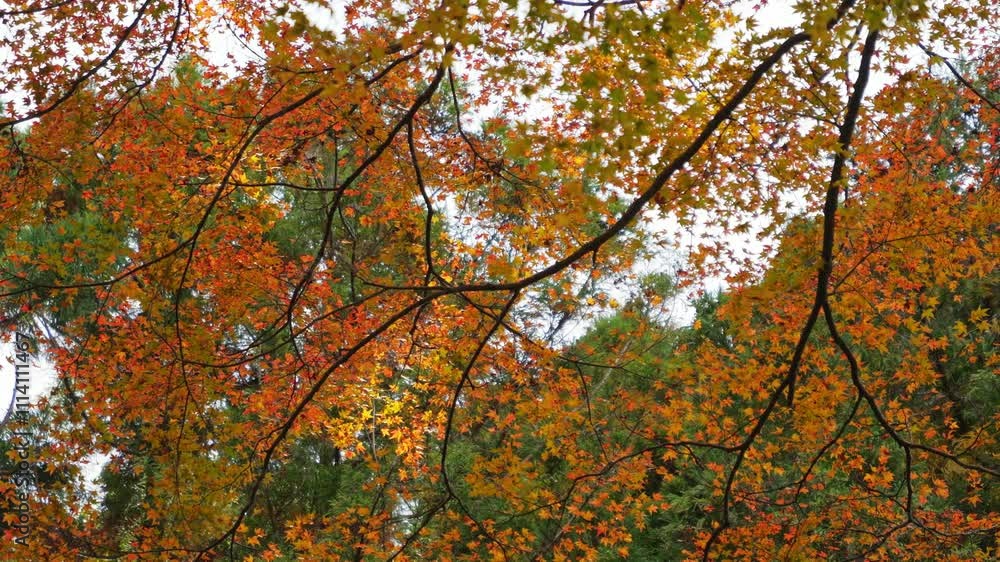 Autumn, colored leaves, in a Japanese garden Autumn, colored leaves, in a Japanese garden