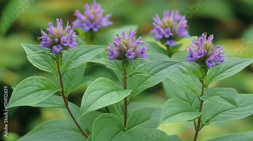 Siam weed flowers with vibrant purple blooms and lush green leaves, ideal for herbal remedies and natural landscapes photo