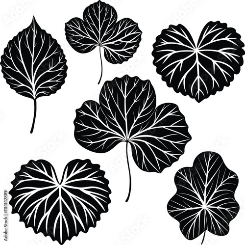 Organic nature medical herb. Centella asiatica silhouette Vector illustration.