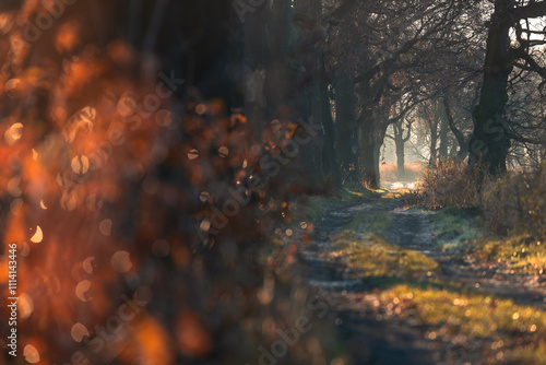 Piękna aleja ze starymi drzewami we mgle, tapeta.  photo