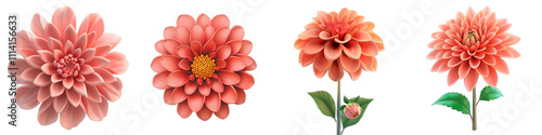 3d render dahlia isolated on transparent background Cartoon Illustration in plastic style