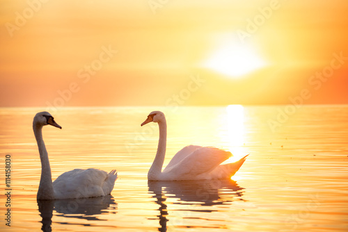 Fototapeta Naklejka Na Ścianę i Meble -  Beautiful snow-white swan bird in the gentle pink light of dawn on the water