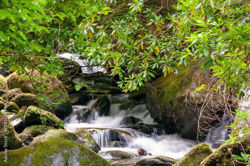 A stream of water flows through a forest, with moss growing on the rocks A stream of water flows through a forest, with moss growing on the rocks