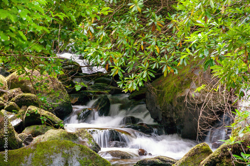 A stream of water flows through a forest, with moss growing on the rocks