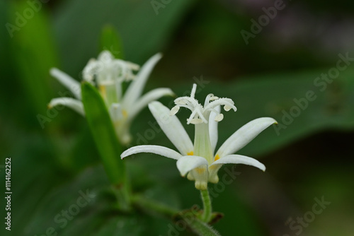 秋の花 シロホトトギスの白い花