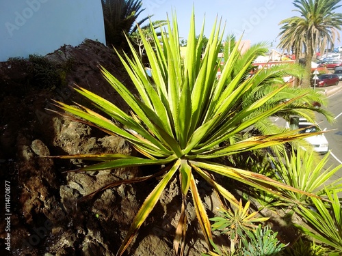 Puerto de la Cruz auf Teneriffa in Spanien photo