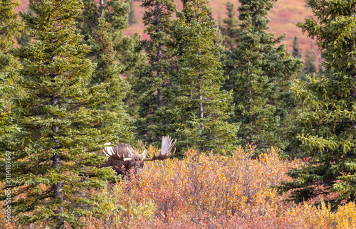 Alaska Yukon Bull Moose in Denali National Park Alaska in Autumn