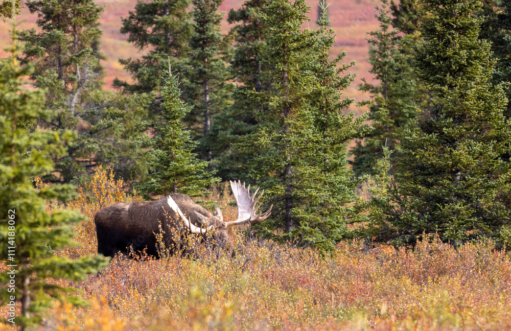 Alaska Yukon Bull Moose in Denali National Park Alaska in Autumn Alaska Yukon Bull Moose in Denali National Park Alaska in Autumn