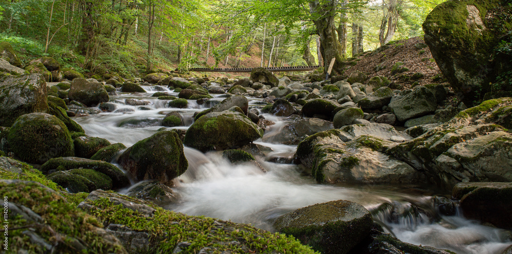 Fototapeta premium River in the forest