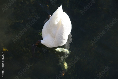 Schwan