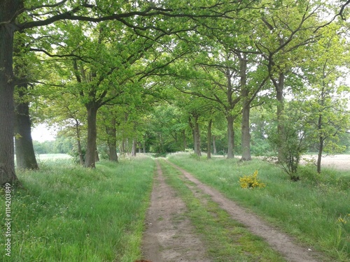 Allee