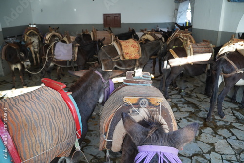 donkeys of Lindos , animal exploitation for touristic business photo