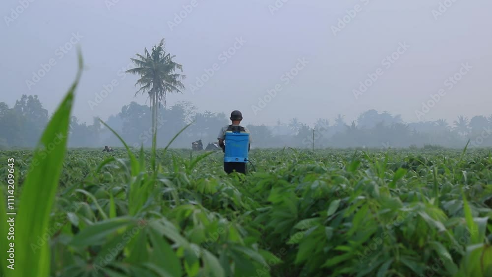 cassava plantation cassava plantation